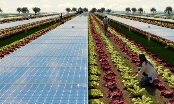 Agriecovolt: un'idea green al 100!