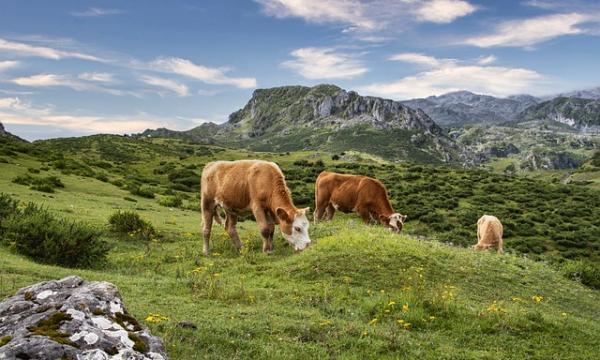 Adattamento ai cambiamenti climatici